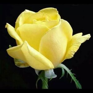 Meet your Posher, Graciela